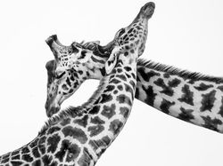 Karya Memukau Jawara Kontes Foto Monokrom Satwa Liar