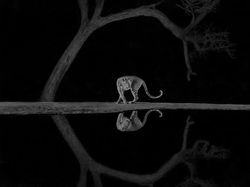 Karya Memukau Jawara Kontes Foto Monokrom Satwa Liar