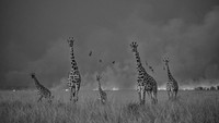 Monochrome Black and White Photography Awards 2023