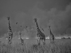 Karya Memukau Jawara Kontes Foto Monokrom Satwa Liar