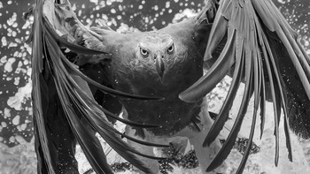 Honorable Mentions Tong Leng Liew (Singapura) Foto: Monochrome Black and White Photography Awards