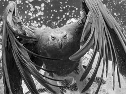 Karya Memukau Jawara Kontes Foto Monokrom Satwa Liar