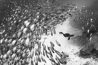 Monochrome Black and White Photography Awards 2023