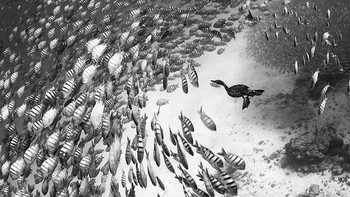 Honorable Mentions Merche Llobera (Spanyol) Foto: Monochrome Black and White Photography Awards