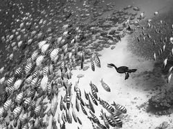 Karya Memukau Jawara Kontes Foto Monokrom Satwa Liar