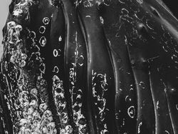 Karya Memukau Jawara Kontes Foto Monokrom Satwa Liar