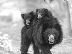 Karya Memukau Jawara Kontes Foto Monokrom Satwa Liar