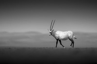 Monochrome Black and White Photography Awards 2023