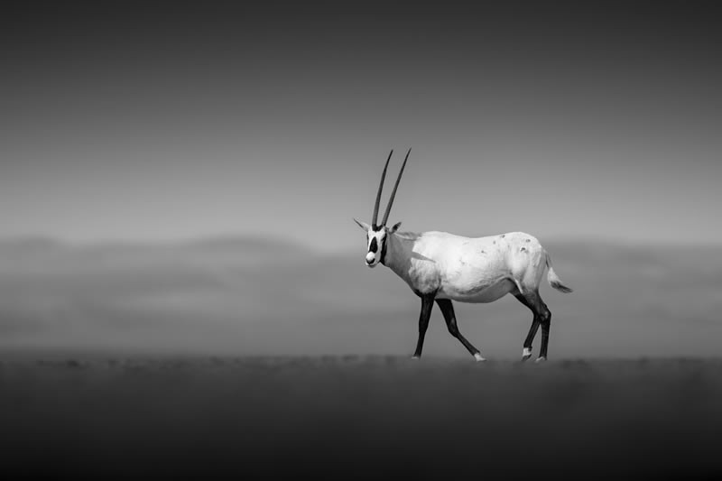 Monochrome Black and White Photography Awards 2023