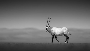 Honorable Mentions Daniel Newton (United Arab Emirates) Foto: Monochrome Black and White Photography Awards