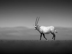 Karya Memukau Jawara Kontes Foto Monokrom Satwa Liar