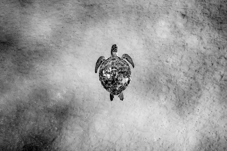 Monochrome Black and White Photography Awards 2023