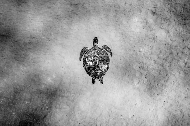 Monochrome Black and White Photography Awards 2023