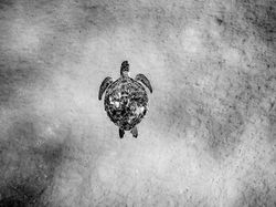 Karya Memukau Jawara Kontes Foto Monokrom Satwa Liar