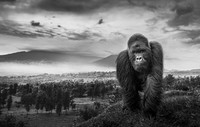 Monochrome Black and White Photography Awards 2023
