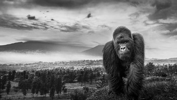 Honorable Mentions Eric Kanigan (Amerika Serikat) Foto: Monochrome Black and White Photography Awards