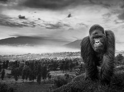 Karya Memukau Jawara Kontes Foto Monokrom Satwa Liar