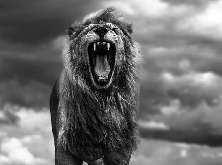 Karya Memukau Jawara Kontes Foto Monokrom Satwa Liar