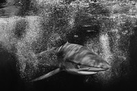 Monochrome Black and White Photography Awards 2023