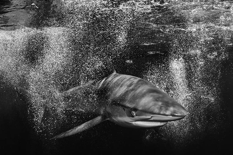 Monochrome Black and White Photography Awards 2023