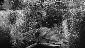 Honorable Mentions Remuna Beca (Amerika Serikat) Foto: Monochrome Black and White Photography Awards