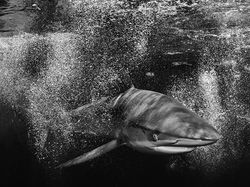 Karya Memukau Jawara Kontes Foto Monokrom Satwa Liar