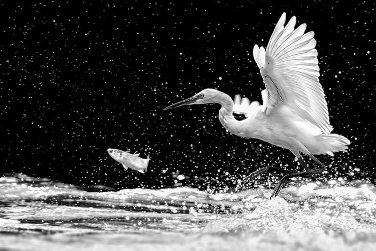 Monochrome Black and White Photography Awards 2023