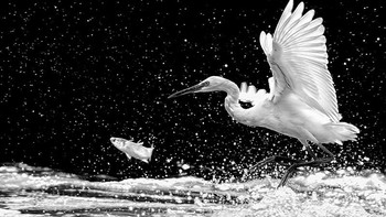 Honorable Mentions xiaoping lin (China) Foto: Monochrome Black and White Photography Awards