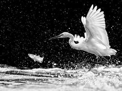 Karya Memukau Jawara Kontes Foto Monokrom Satwa Liar