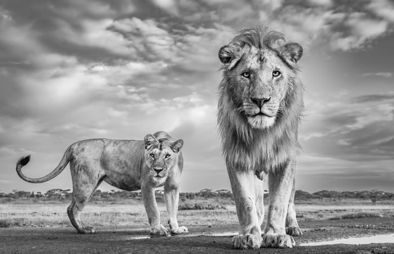 Monochrome Black and White Photography Awards 2023