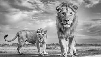 Juara 1: James Lewin (Kenya) Foto: Monochrome Black and White Photography Awards