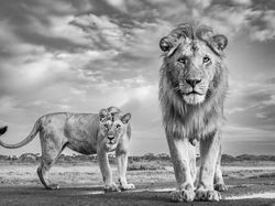 Karya Memukau Jawara Kontes Foto Monokrom Satwa Liar