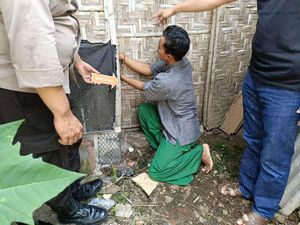 Gagal Menikah, Pria di Jember Curi Sapi Milik Kerabat Mantan Calon Istri