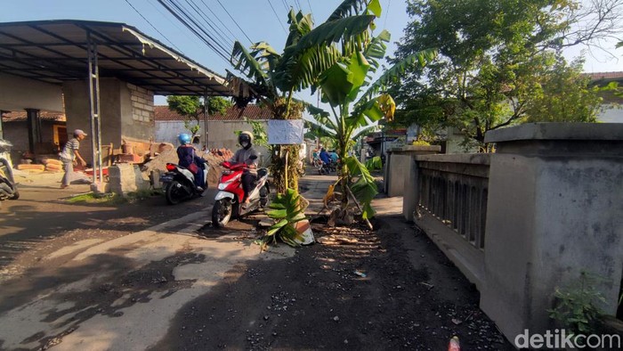 Protes Jalan Rusak di Sidoarjo warga tanaman pohon pisang