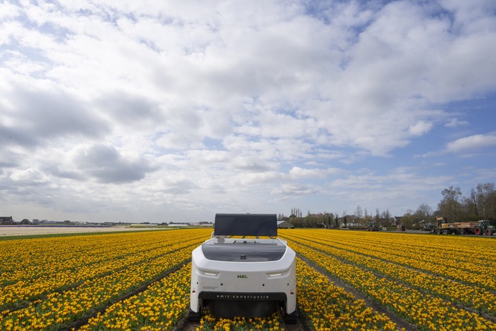Allan Visser, a third-generation tulip farmer walks near to Theo the robot, in Noordwijkerhout, Netherlands, Tuesday, March 19, 2024. An artificial intelligence robot is a new high-tech weapon in the battle to root out disease from Dutch tulip fields as they erupt into a riot of springtime color. The robot is replacing a dwindling number of human “sickness spotters” who patrol bulb fields on the lookout for diseased flowers. (AP Photo/Peter Dejong)