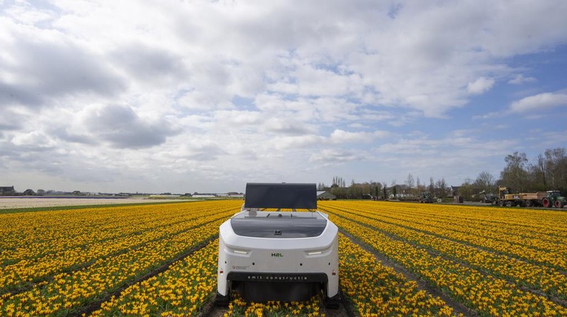 Allan Visser, a third-generation tulip farmer walks near to Theo the robot, in Noordwijkerhout, Netherlands, Tuesday, March 19, 2024. An artificial intelligence robot is a new high-tech weapon in the battle to root out disease from Dutch tulip fields as they erupt into a riot of springtime color. The robot is replacing a dwindling number of human “sickness spotters” who patrol bulb fields on the lookout for diseased flowers. (AP Photo/Peter Dejong)