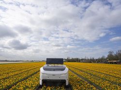 Robot Canggih Bisa Deteksi Bunga Tulip Sakit di Belanda