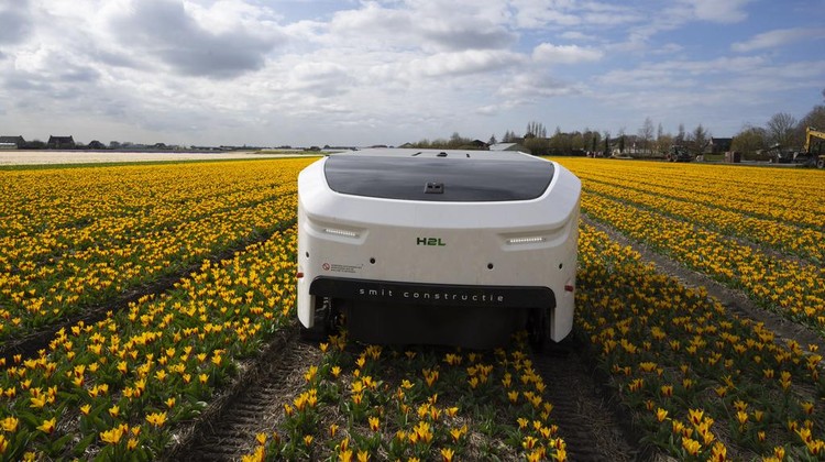 Allan Visser, a third-generation tulip farmer walks near to Theo the robot, in Noordwijkerhout, Netherlands, Tuesday, March 19, 2024. An artificial intelligence robot is a new high-tech weapon in the battle to root out disease from Dutch tulip fields as they erupt into a riot of springtime color. The robot is replacing a dwindling number of human “sickness spotters” who patrol bulb fields on the lookout for diseased flowers. (AP Photo/Peter Dejong)