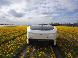 Robot Canggih Bisa Deteksi Bunga Tulip Sakit di Belanda