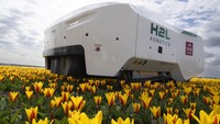 Allan Visser, a third-generation tulip farmer walks near to Theo the robot, in Noordwijkerhout, Netherlands, Tuesday, March 19, 2024. An artificial intelligence robot is a new high-tech weapon in the battle to root out disease from Dutch tulip fields as they erupt into a riot of springtime color. The robot is replacing a dwindling number of human “sickness spotters” who patrol bulb fields on the lookout for diseased flowers. (AP Photo/Peter Dejong)
