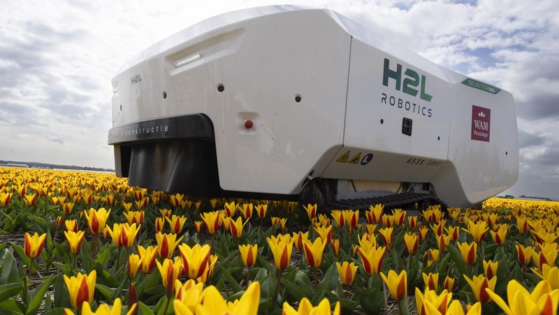 Allan Visser, a third-generation tulip farmer walks near to Theo the robot, in Noordwijkerhout, Netherlands, Tuesday, March 19, 2024. An artificial intelligence robot is a new high-tech weapon in the battle to root out disease from Dutch tulip fields as they erupt into a riot of springtime color. The robot is replacing a dwindling number of human “sickness spotters” who patrol bulb fields on the lookout for diseased flowers. (AP Photo/Peter Dejong)