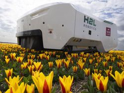 Robot Canggih Bisa Deteksi Bunga Tulip Sakit di Belanda