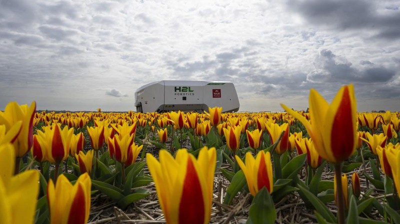 Allan Visser, a third-generation tulip farmer walks near to Theo the robot, in Noordwijkerhout, Netherlands, Tuesday, March 19, 2024. An artificial intelligence robot is a new high-tech weapon in the battle to root out disease from Dutch tulip fields as they erupt into a riot of springtime color. The robot is replacing a dwindling number of human “sickness spotters” who patrol bulb fields on the lookout for diseased flowers. (AP Photo/Peter Dejong)