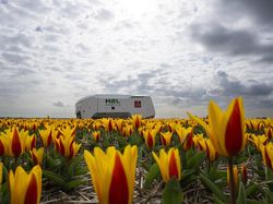 Robot Canggih Bisa Deteksi Bunga Tulip Sakit di Belanda