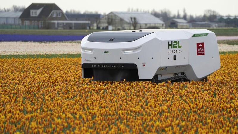 Allan Visser, a third-generation tulip farmer walks near to Theo the robot, in Noordwijkerhout, Netherlands, Tuesday, March 19, 2024. An artificial intelligence robot is a new high-tech weapon in the battle to root out disease from Dutch tulip fields as they erupt into a riot of springtime color. The robot is replacing a dwindling number of human “sickness spotters” who patrol bulb fields on the lookout for diseased flowers. (AP Photo/Peter Dejong)