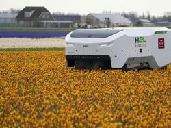 Robot Canggih Bisa Deteksi Bunga Tulip Sakit di Belanda