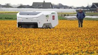 Allan Visser, a third-generation tulip farmer walks near to Theo the robot, in Noordwijkerhout, Netherlands, Tuesday, March 19, 2024. An artificial intelligence robot is a new high-tech weapon in the battle to root out disease from Dutch tulip fields as they erupt into a riot of springtime color. The robot is replacing a dwindling number of human “sickness spotters” who patrol bulb fields on the lookout for diseased flowers. (AP Photo/Peter Dejong)