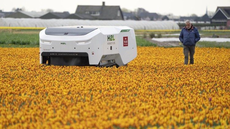 Allan Visser, a third-generation tulip farmer walks near to Theo the robot, in Noordwijkerhout, Netherlands, Tuesday, March 19, 2024. An artificial intelligence robot is a new high-tech weapon in the battle to root out disease from Dutch tulip fields as they erupt into a riot of springtime color. The robot is replacing a dwindling number of human “sickness spotters” who patrol bulb fields on the lookout for diseased flowers. (AP Photo/Peter Dejong)