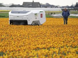 Robot Canggih Bisa Deteksi Bunga Tulip Sakit di Belanda