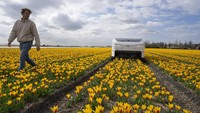 Allan Visser, a third-generation tulip farmer walks near to Theo the robot, in Noordwijkerhout, Netherlands, Tuesday, March 19, 2024. An artificial intelligence robot is a new high-tech weapon in the battle to root out disease from Dutch tulip fields as they erupt into a riot of springtime color. The robot is replacing a dwindling number of human “sickness spotters” who patrol bulb fields on the lookout for diseased flowers. (AP Photo/Peter Dejong)